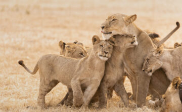 Wilderness Shumba and Busanga Bush Camp Reopen for 2026 Safari Season in Kafue