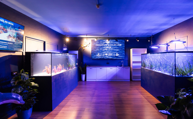 Palladium Bluelife Hub